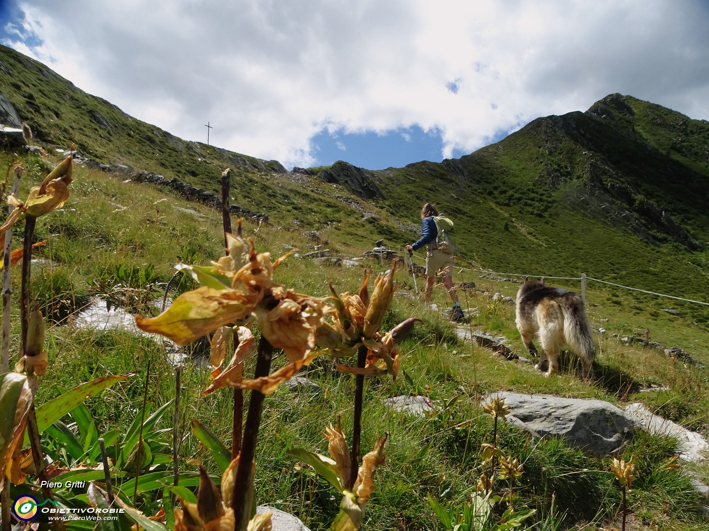 54 Purtroppo i fiori sono stati martoriati dalla grandine.JPG